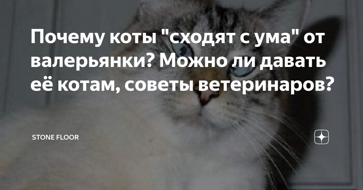 Валерьянка фото. Что будет если дать коту валерьянку. Что будет если дать коту валерьянку. Валерьянка. Валериана для кошек.