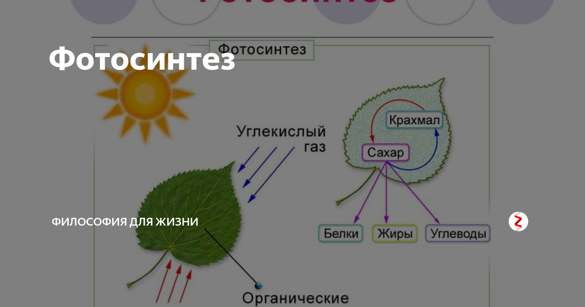 Схема фотосинтеза у растений. Фотосинтез листа схема. Схема фотосинтеза 6. Процесс фотосинтеза 6 класс биология.