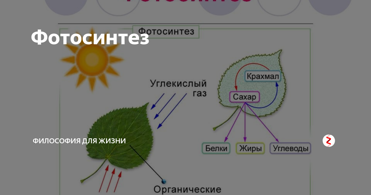 Корень фотосинтез