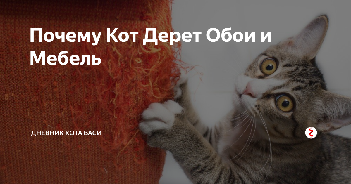 Ободранный кот. Почему коты дерут. Кошка царапает диван. Кот дерет диван. Кот на диване.