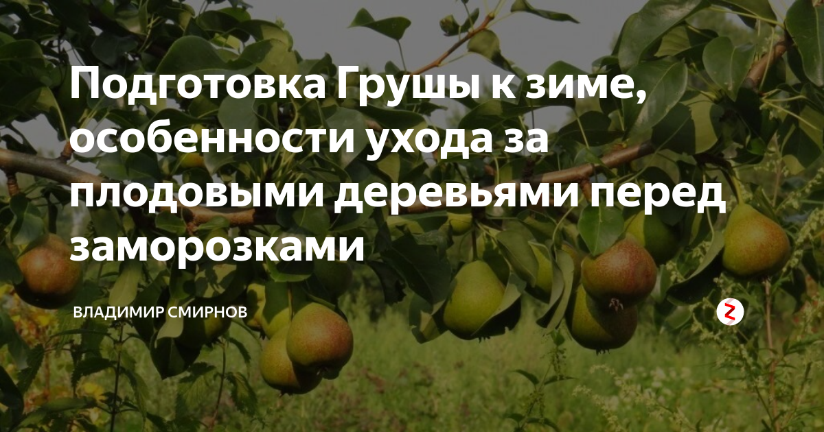 Подготовка деревьев к зиме. Подготовка груши к зиме осенью. Подвязка саженцев плодовых деревьев. Подготовка сада к зиме. Защита саженцев от мороза.