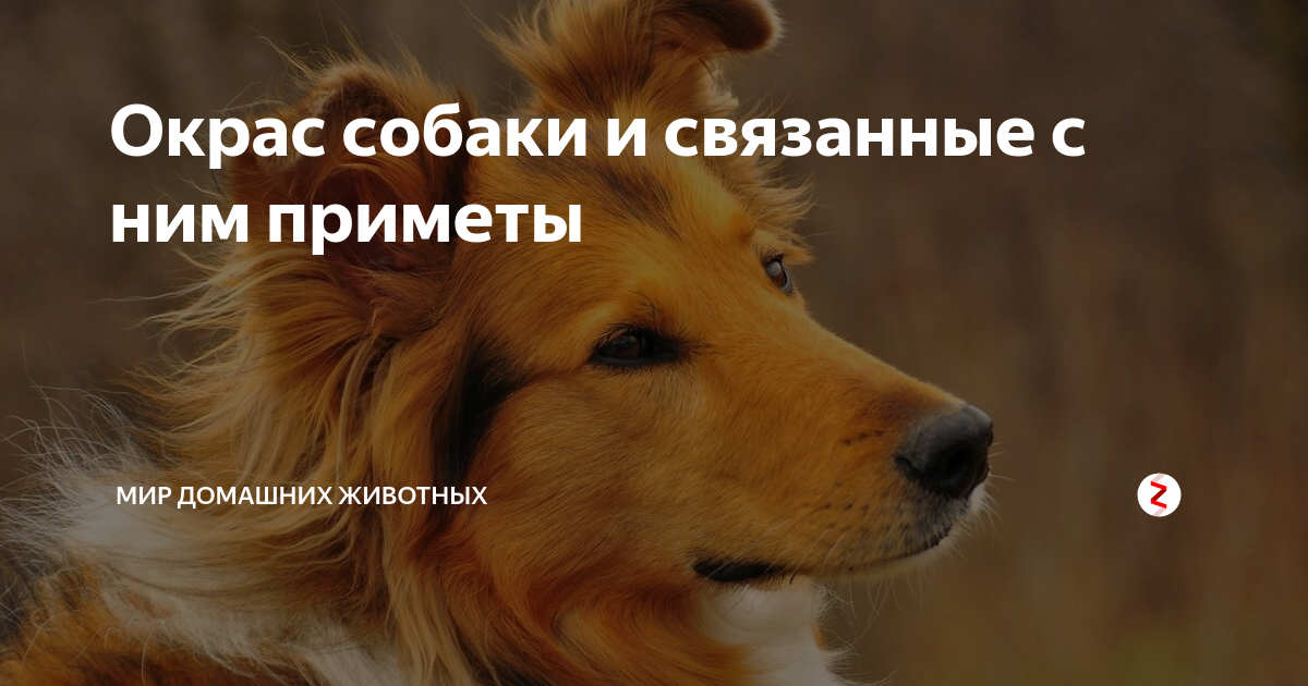 Окрас собаки и связанные с ним приметы | Мир домашних животных | Дзен