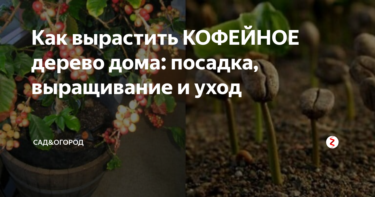 Как вырастить КОФЕЙНОЕ дерево дома: посадка, выращивание и уход | Сад ...
