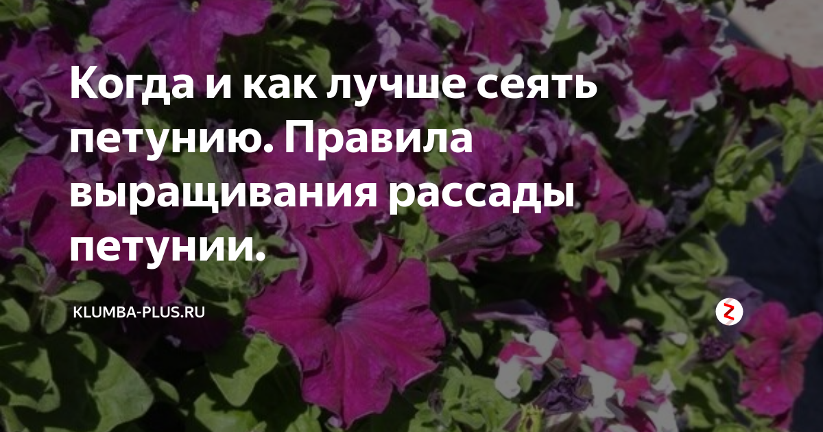Когда и как лучше сеять петунию. Правила выращивания рассады петунии ...
