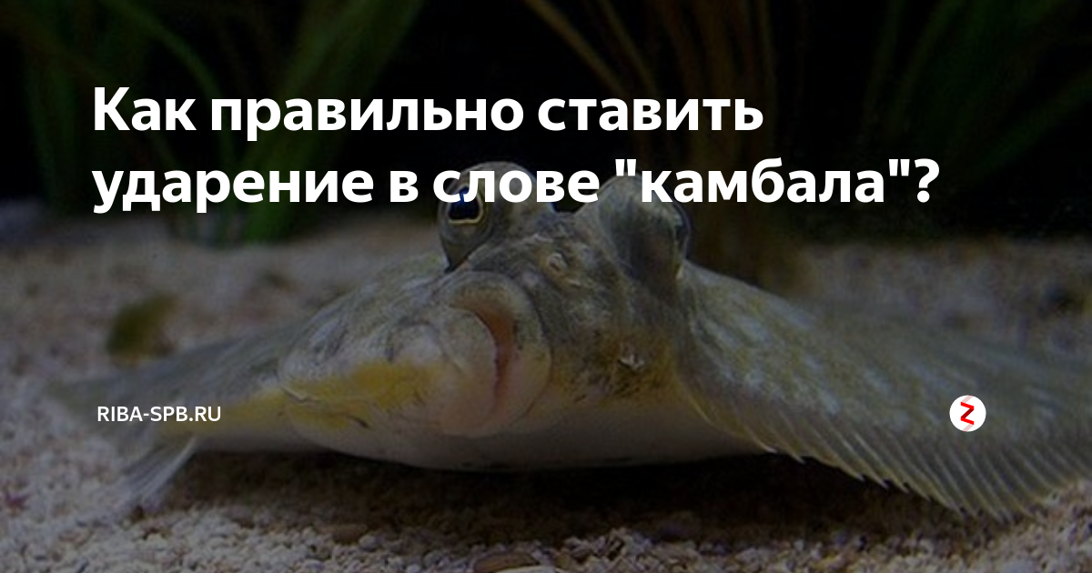 как правильно ставить ударение в слове звонит или звонит