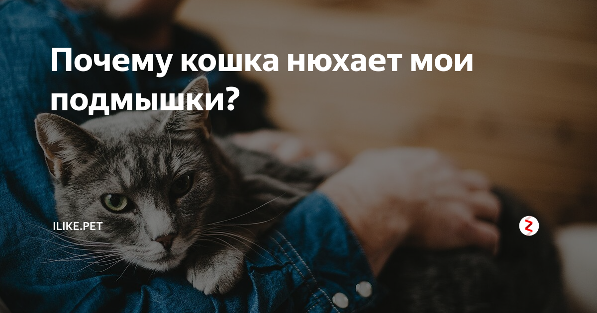 Кошка метит территорию. Коты одноклассники смешные одноклассники. Почему коты не любят цитрусовые. Почему люди не кошки. Психология кошек.