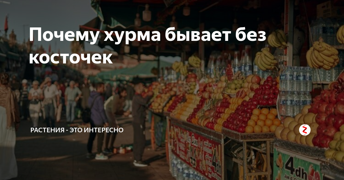 Какая хурма содержит ГМО. Не вся хурма полезна для здоровья.