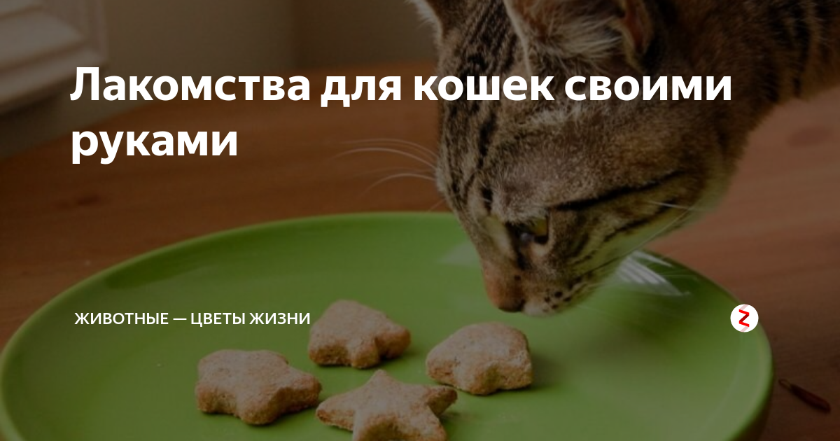 Никакого вискаса: 9 лучших кормов для кошек