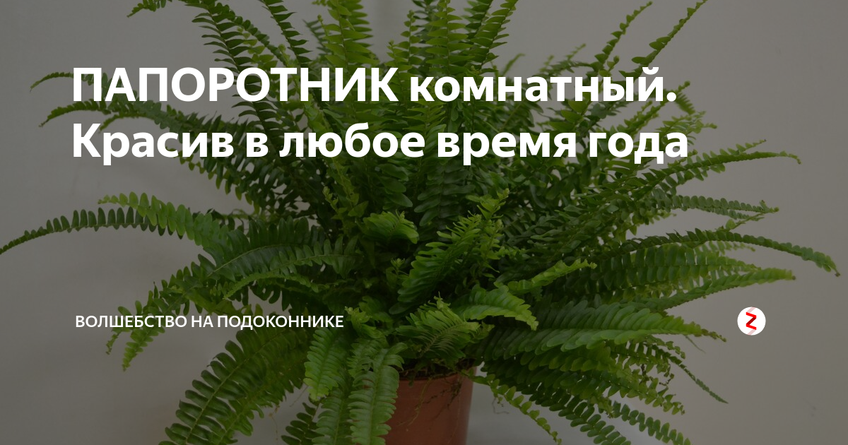 Папоротник комнатный сохнет что делать. Сохнет папоротник. Папоротник комнатный высыхает. Папоротник комнатный заболел. Засохший папоротник.