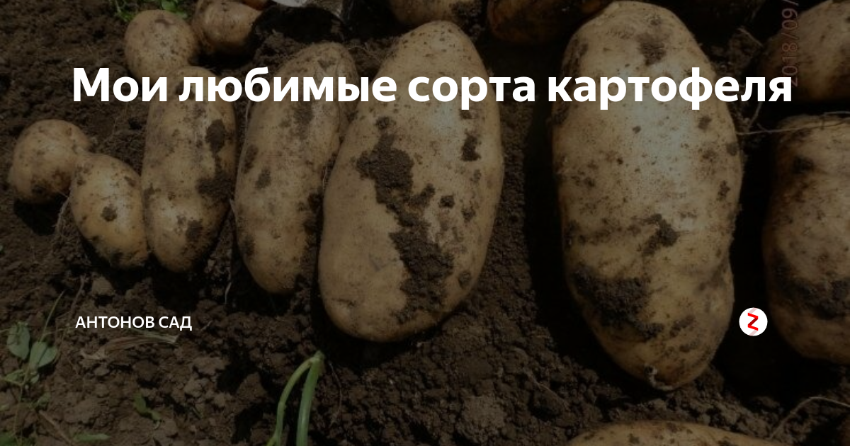 Картофель Барс (Белый Лапоть) Ч.1 - YouTube