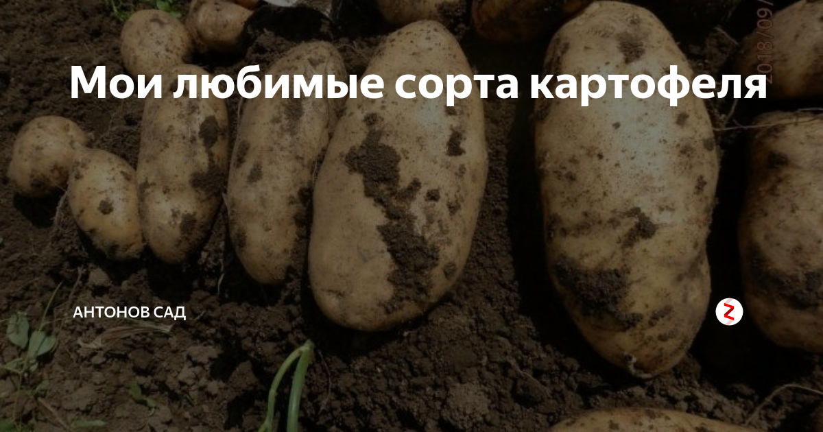 Отзывы о сортах картофеля: самые урожайные сорта