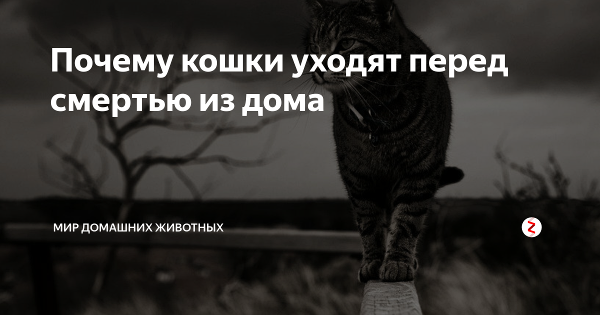 Почему в доме умирают коты. Кошка уходит. Кот уходит из дома. Кошки уходят перед смертью. Почему кошки уходят из дома.