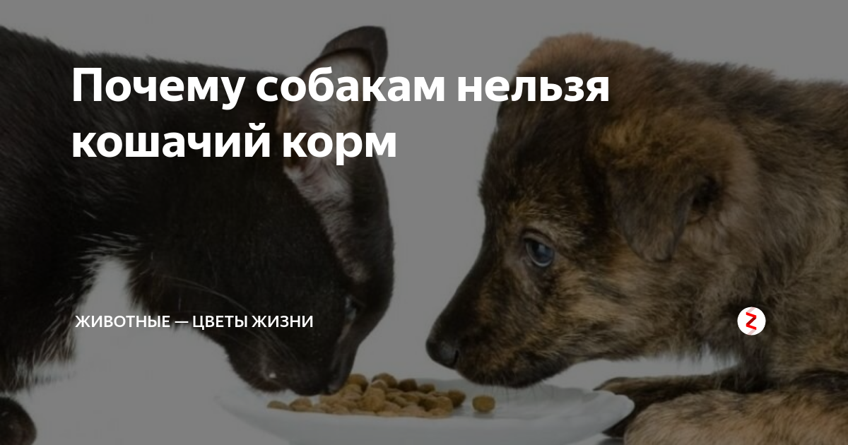 Можно ли кормить собаку кошачьим кормом?