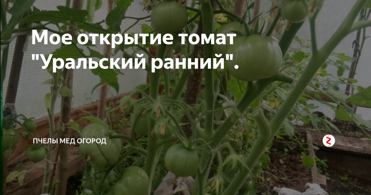 Мое открытие томат "Уральский ранний". | Пчелы Огород Заготовки | Дзен