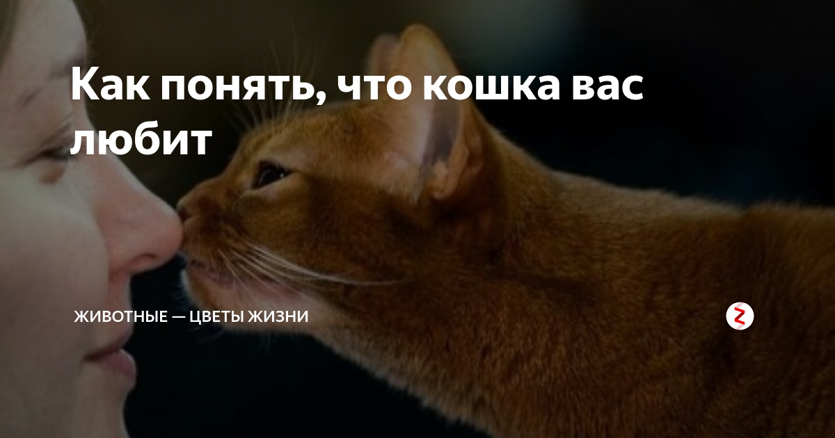 Как понять что кошка вас любит. Как понять что кошка тебя любит. Понимание кошек. Признаки что кошка вас не любит. Как понять что котенок вас любит