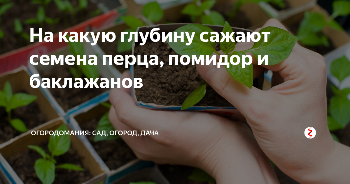 На какую глубину сеять помидоры на рассаду. Посадка перца на рассаду. Когда сеять рассаду. Посев овощей на рассаду. Овощи на рассаду в арте.