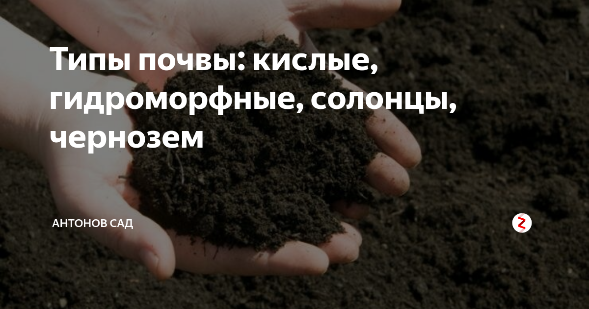 Признаки кислой почвы. Как выглядит кислая почва. Гидроморфные почвы Крыма. Елочка на кислой почве. Кислый грунт для Виктории.