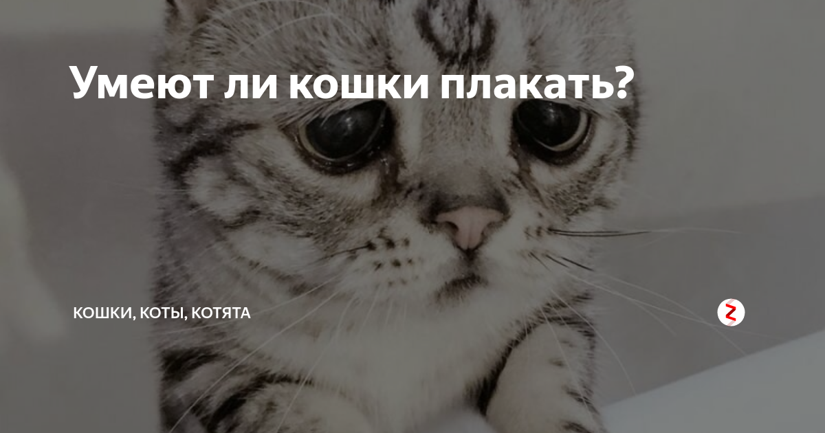 Котик плачет. Плачущие кошки. Котенок плачет. Ревущий кот. Грустные коты.