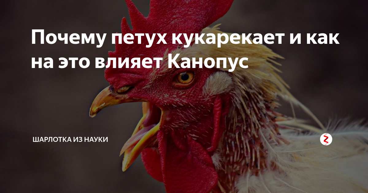 Почему петухи кукарекают утром. Зачем петух кукарекает