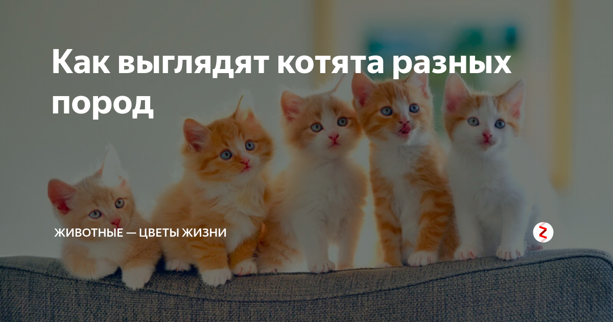 Альбом Наши кошки. Фото "Котятам месяц" 83 k (800x600) P1210119.JPG