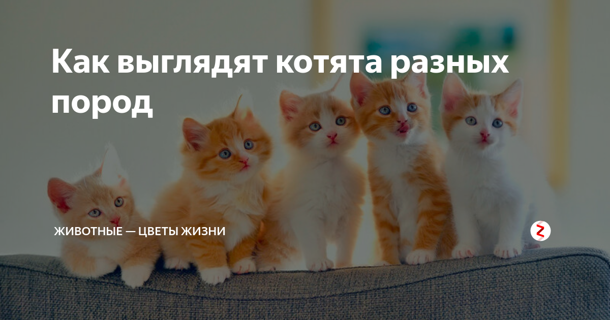 Как выглядят коты 57 фото - ZooClever.ru