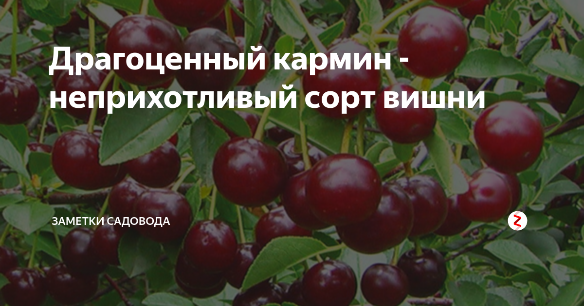 Сорт вишни кормилица (дюк): фото, отзывы, описание, характеристики