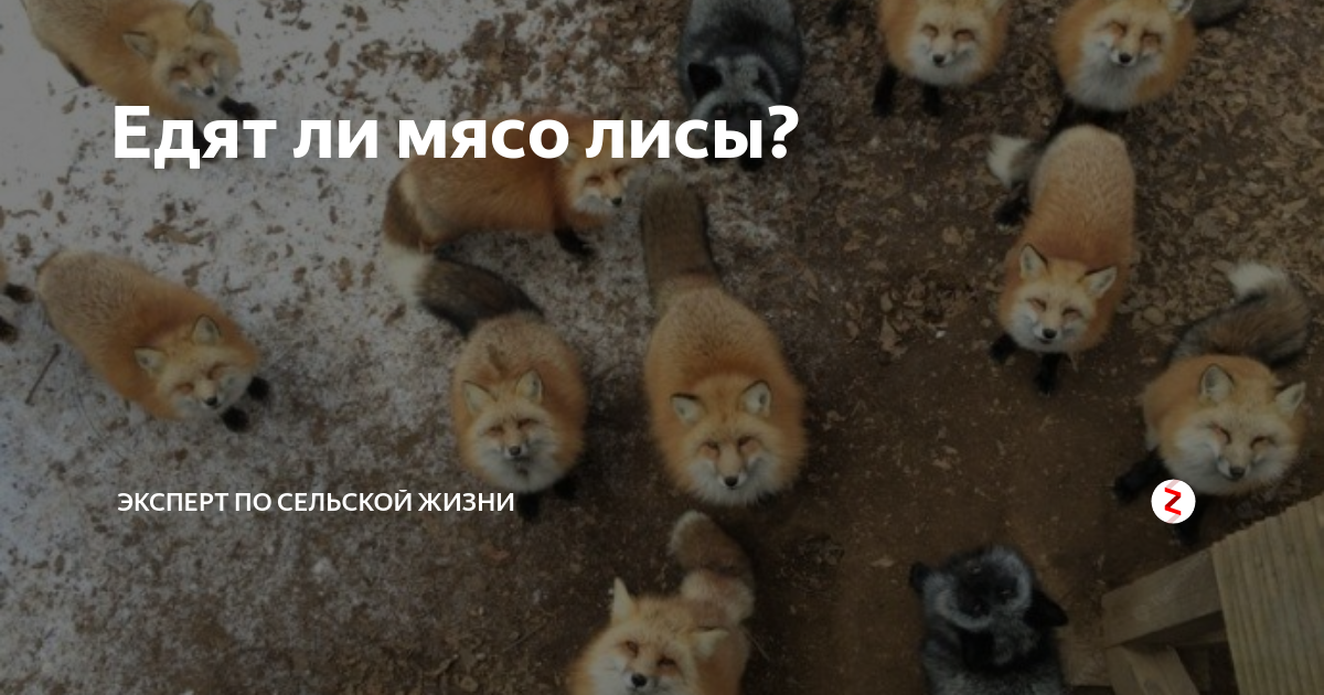 Едят ли мясо лисы? | Эксперт по сельской жизни | Дзен
