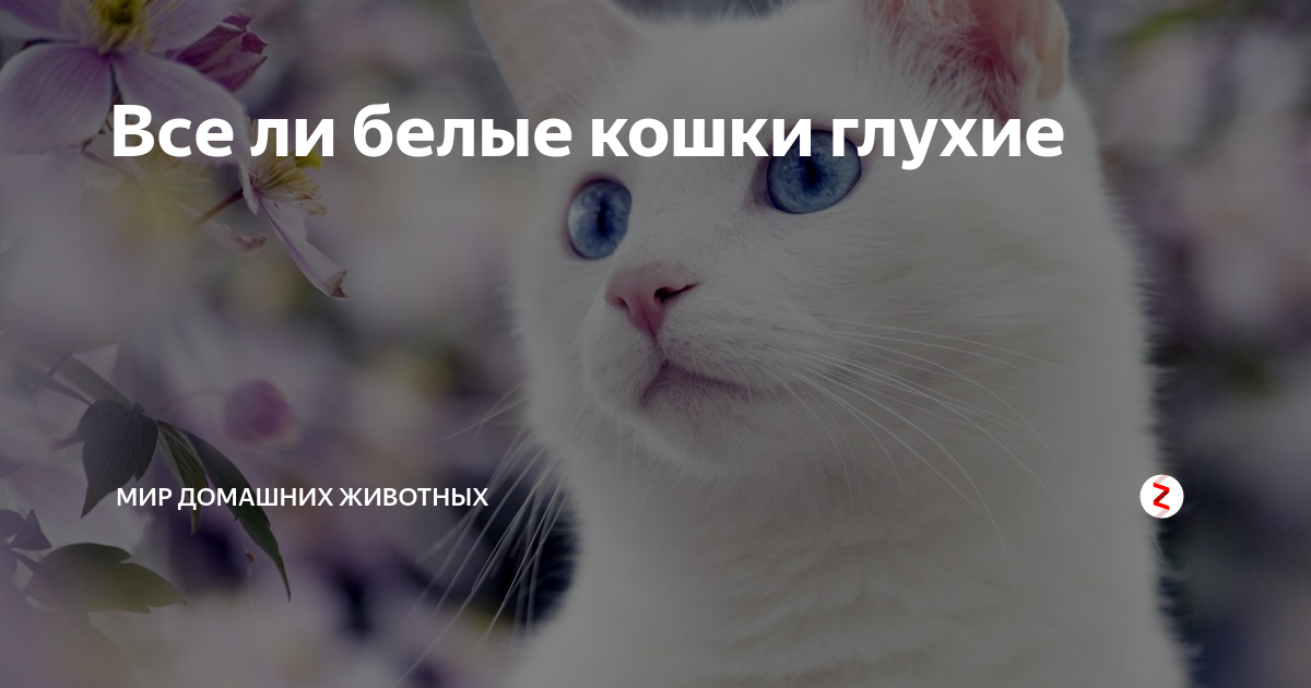 Почему кошки глухие. Белые кошки глухие. Белая глухая кошка. Глухота белых кошек. Глухие ли белые кошки