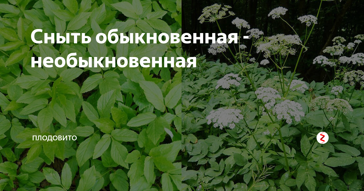 Не обыкновенная или необыкновенная. Сныть трава. Сныть обыкновенная семена. Сныть трава семена. Весенняя трава сныть.