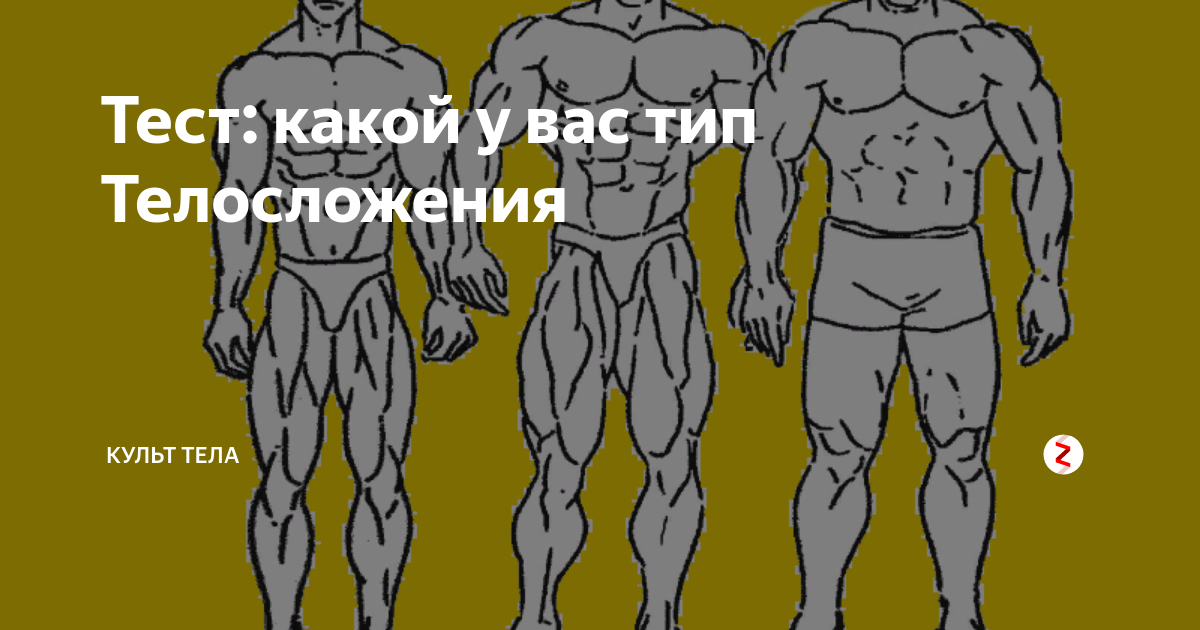 Виды телосложения sport i zdorovie ru