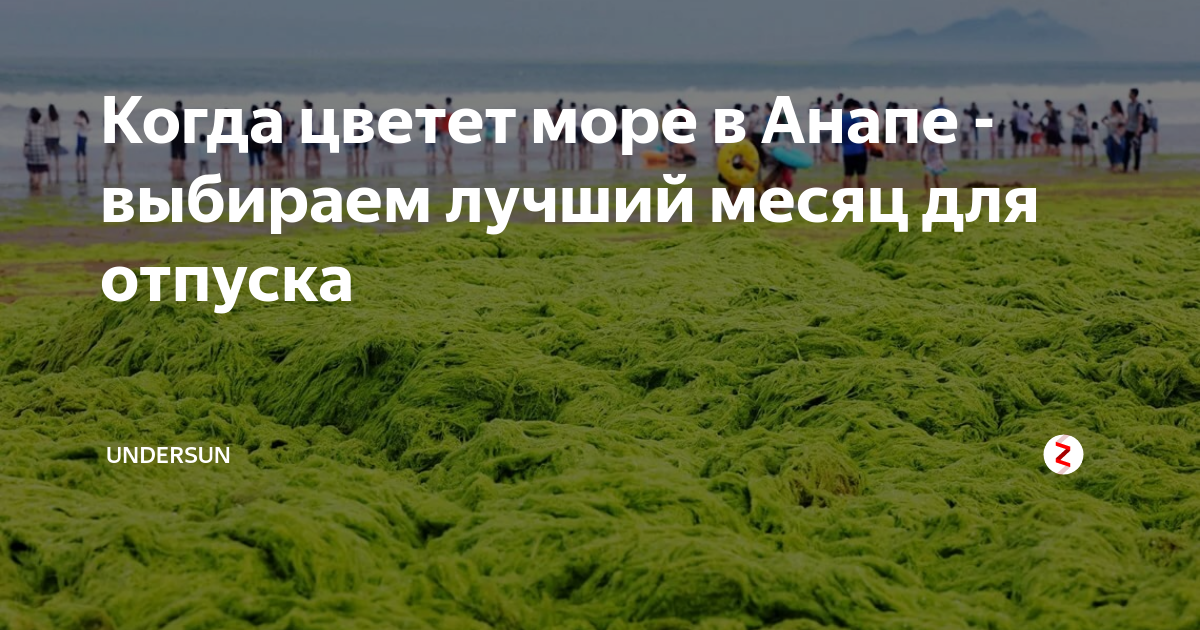 Анапа цветет ли море сейчас 2024. Период цветения моря в Анапе. В каком месяце цветет море в Анапе. Цветение моря в Анапе когда начинается. Цветение моря в Анапе когда начинается и заканчивается.