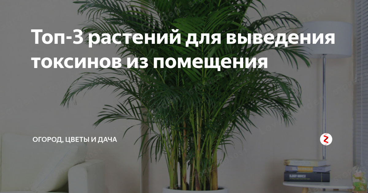 Топ-3 растений для выведения токсинов из помещения | Жизнь обычного ...