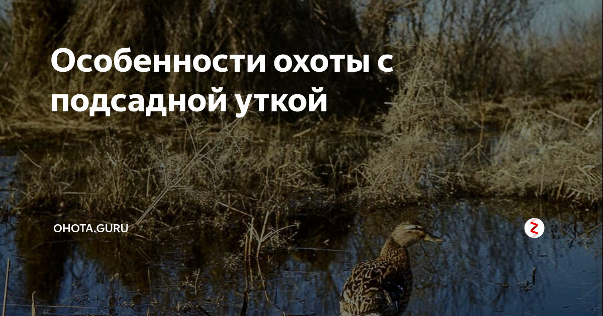 Особенности охоты с подсадной уткой | ohota.guru | Дзен