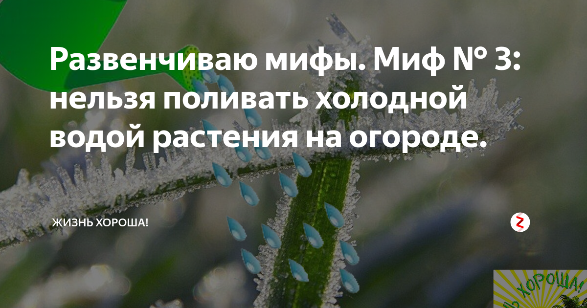 Какие растения нельзя поливать холодной водой: названы 5 огородных культур