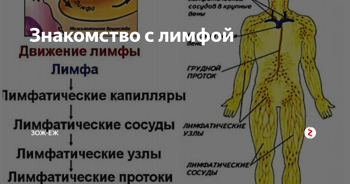 Как разогнать отеки ногах лимфу. Схема движения лимфы. Движение лимфы в ногах. Что такое лимфа у человека. Разогнать лимфу в организме.