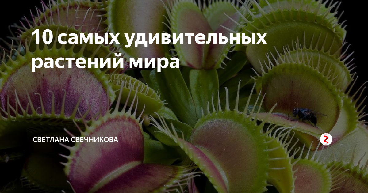 10 самых удивительных растений мира | Светлана Свечникова | Дзен