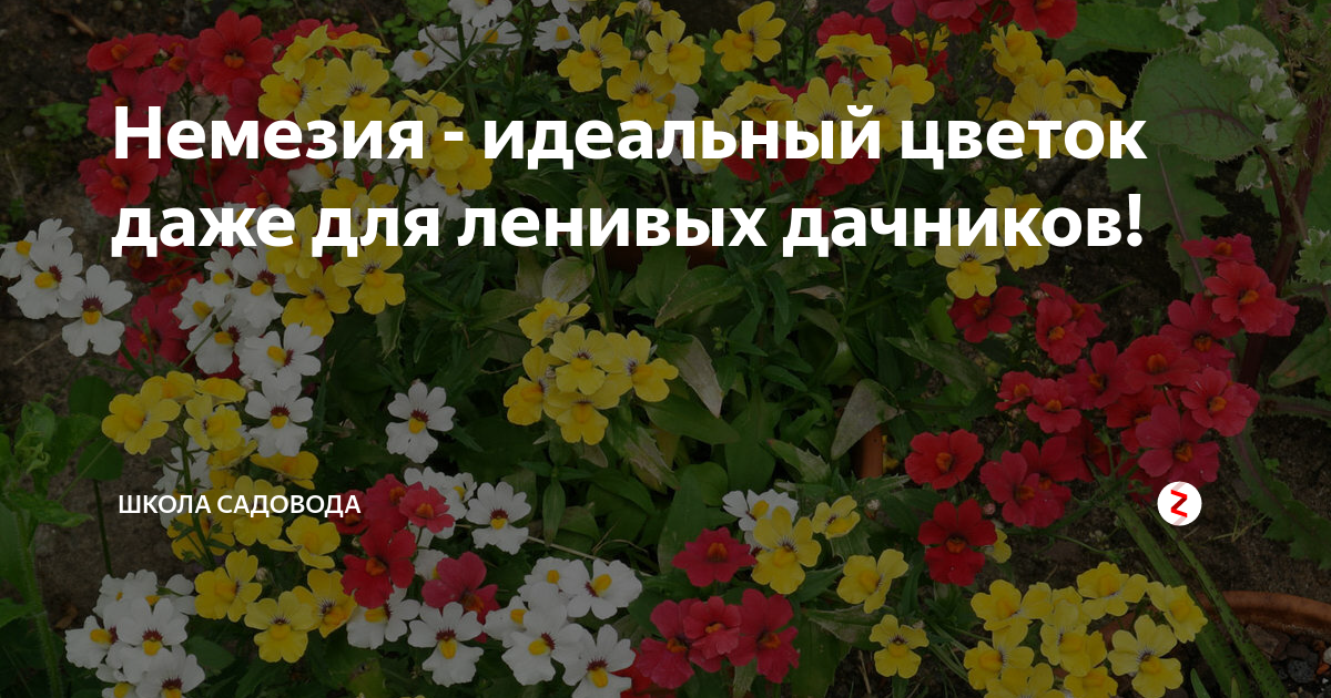 Немезия - идеальный цветок даже для ленивых дачников! | Школа садовода ...