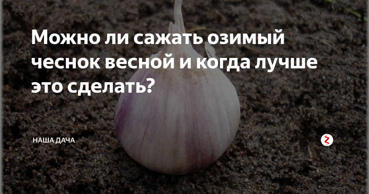 Сажают ли озимый чеснок весной. Посадка озимого чеснока весной. Сажает чеснок весной. Весенняя посадка чеснока. Посадка чеснока весной.