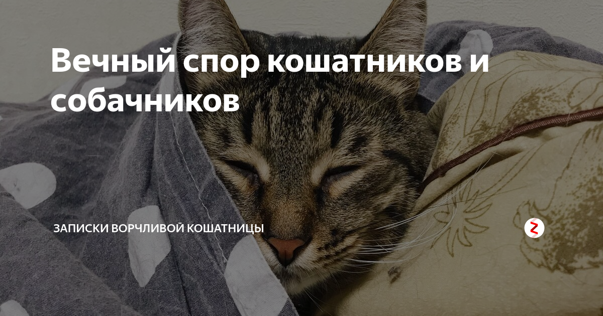 суету навести охота мем с котом. ворчливая кошатница. записки ворчливой кошатницы. записки ворчливой кошатницы купальник. дзен записки ворчливой кошатницы.