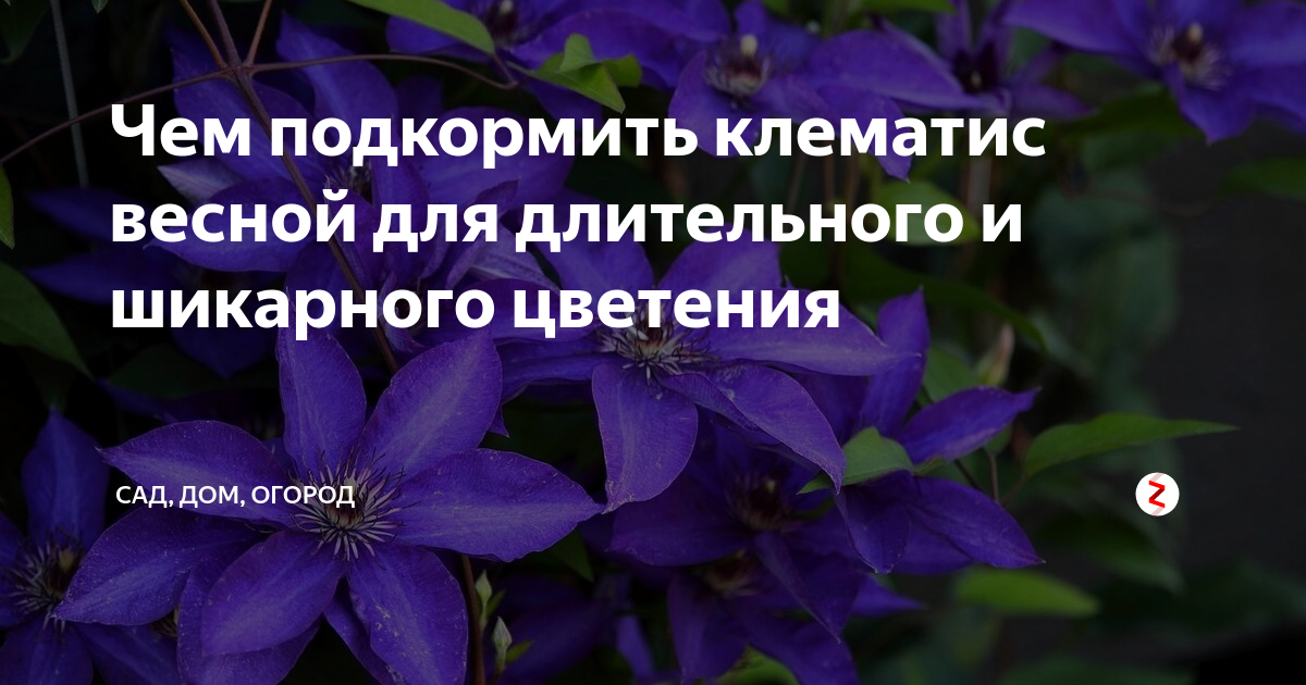 Чем подкормить клематис летом для цветения. Подкармливаем клематис. Подкормка клематисов весной для цветения и роста. Клематисы весной. Чем подкормить клематис весной для пышного цветения.