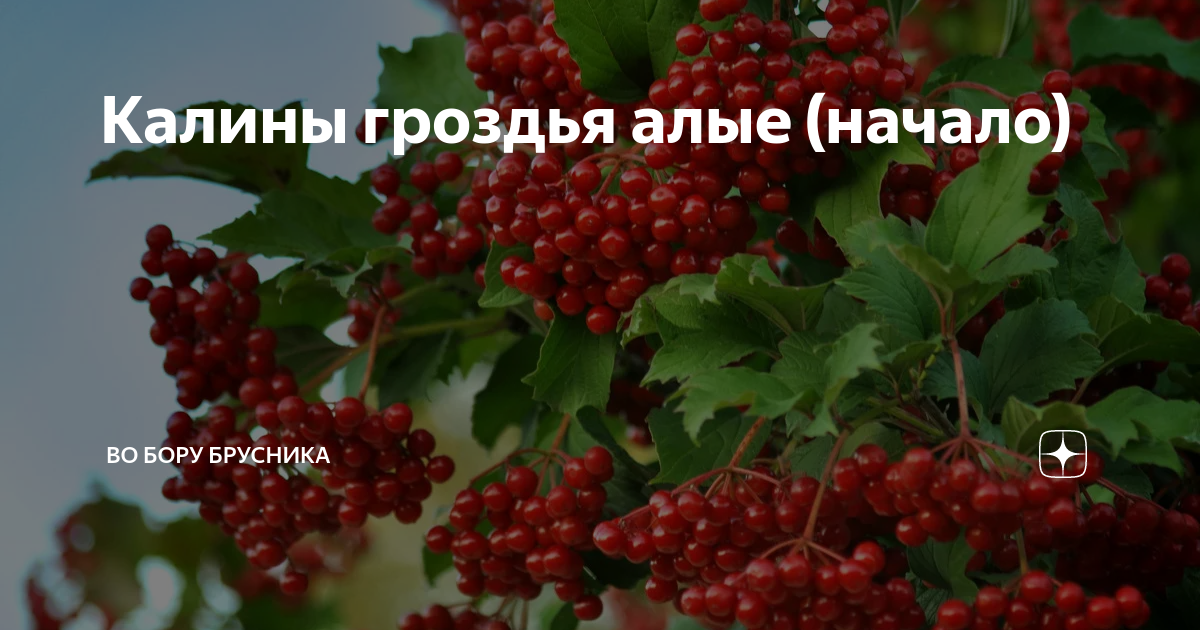 Во бору брусника рассказ нас выбирают мы