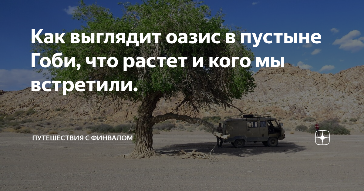 Как выглядит оазис в пустыне Гоби, что растет и кого мы встретили ...