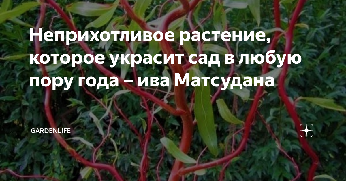 Неприхотливое растение, которое украсит сад в любую пору года – ива ...