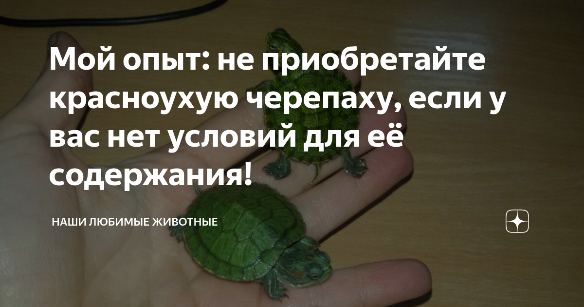 Основные шаги перед сдачей черепахи