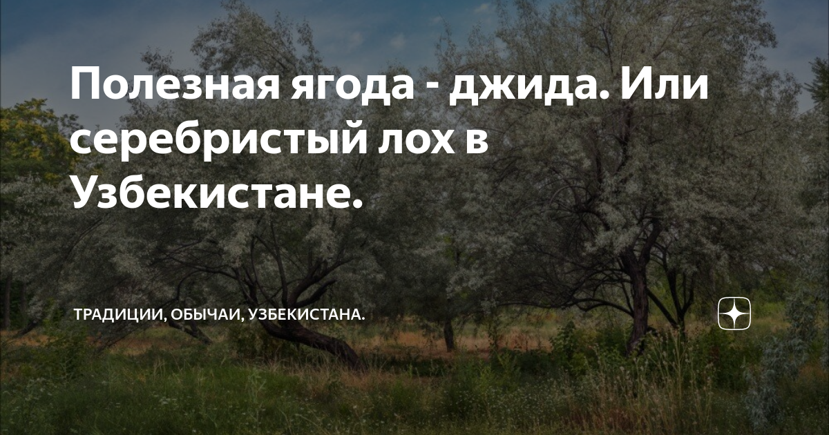 Полезная ягода - джида. Или серебристый лох в Узбекистане. | Традиции ...