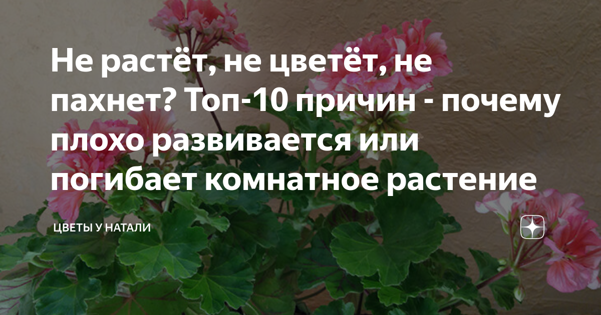 Если в доме плохо растут цветы, значит | КЛУБ ЛЮБИТЕЛЕЙ КОМНАТНЫХ РАСТЕНИЙ | VK