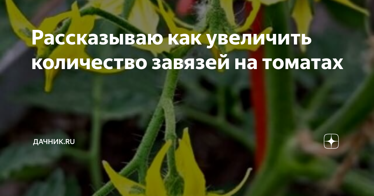 Рассказываю как увеличить количество завязей на томатах | Дачник.RU | Дзен