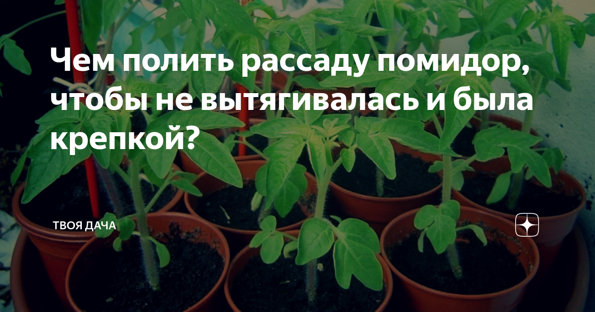 Чтобы рассада была крепкой и толстой помидор