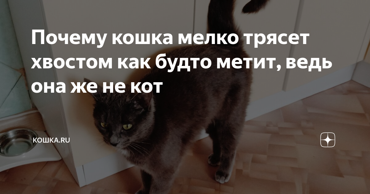 почему кошка дрожит всем телом. кот мотыляет головой. кота трясут. почему кошка дрожит всем телом. почему кошка дрожит всем телом.