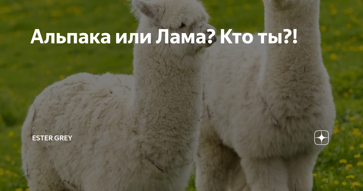 Лама альпака гуанако. Лама южная америка. Дикая лама гуанако. Кто под лама. Лама животное.
